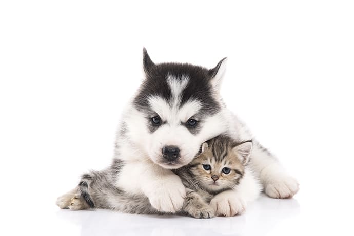 VETERINAIRE à DOMICILE Clermont-Ferrand - Puy de Dôme VETERINAIRE à DOMICILE Clermont-Ferrand - Puy de Dôme